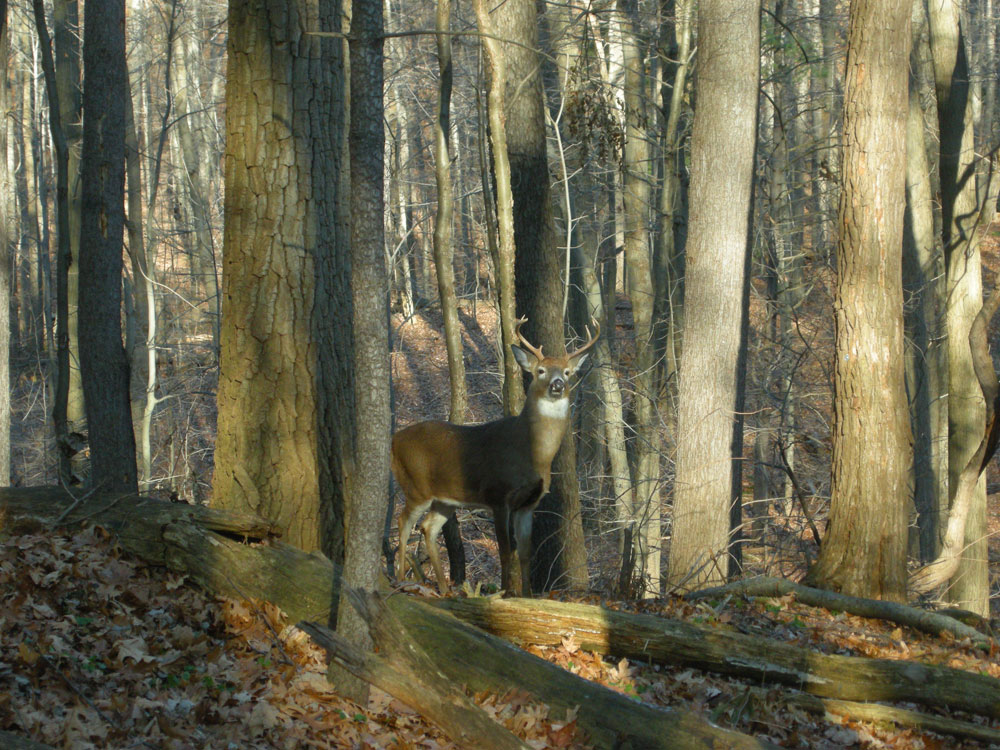 Buck In Woods