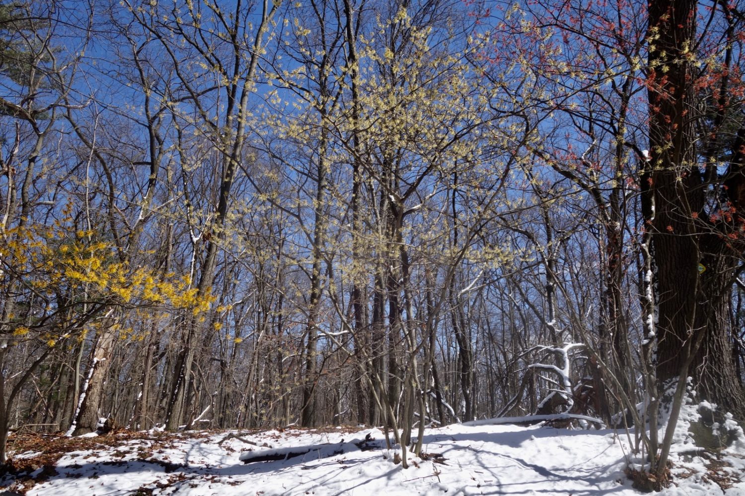 Three varieties of witch hazel on Wisner near the entrance to Durand Eastman Park