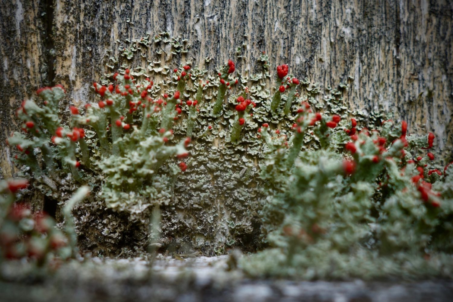 Moss growing on wooden fence at the pool.