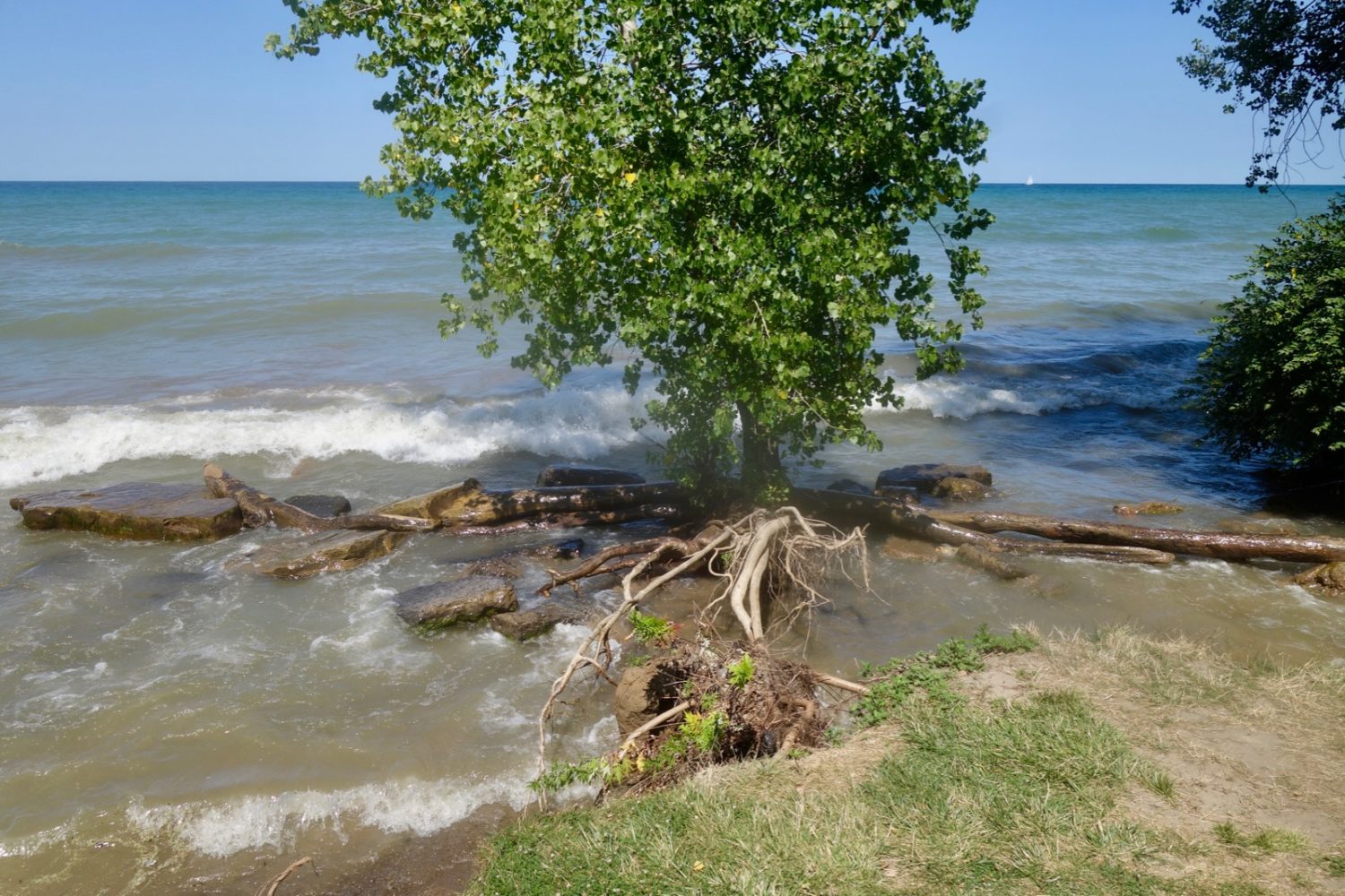 Tree roots exposed along Durand Eastman Beach