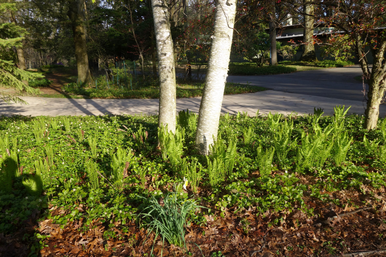 Our two Birch trees in early morning sun