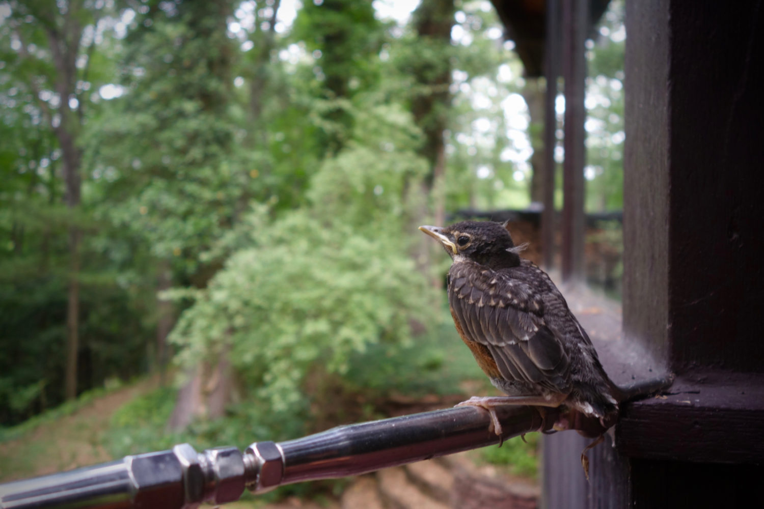 Baby robin on our deck