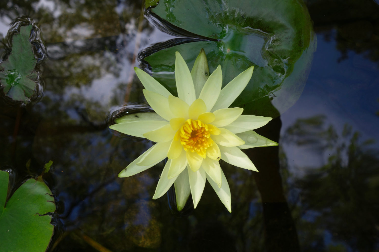 Yellow Lilly iIn Jared's Pond