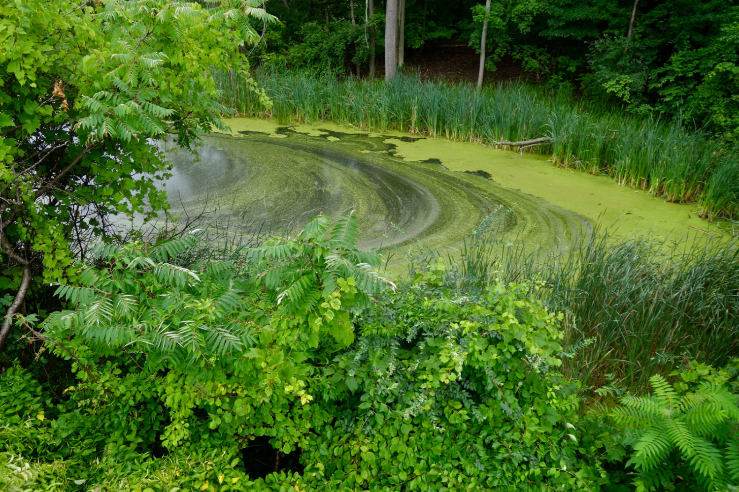 Green swirl in Durand Lake