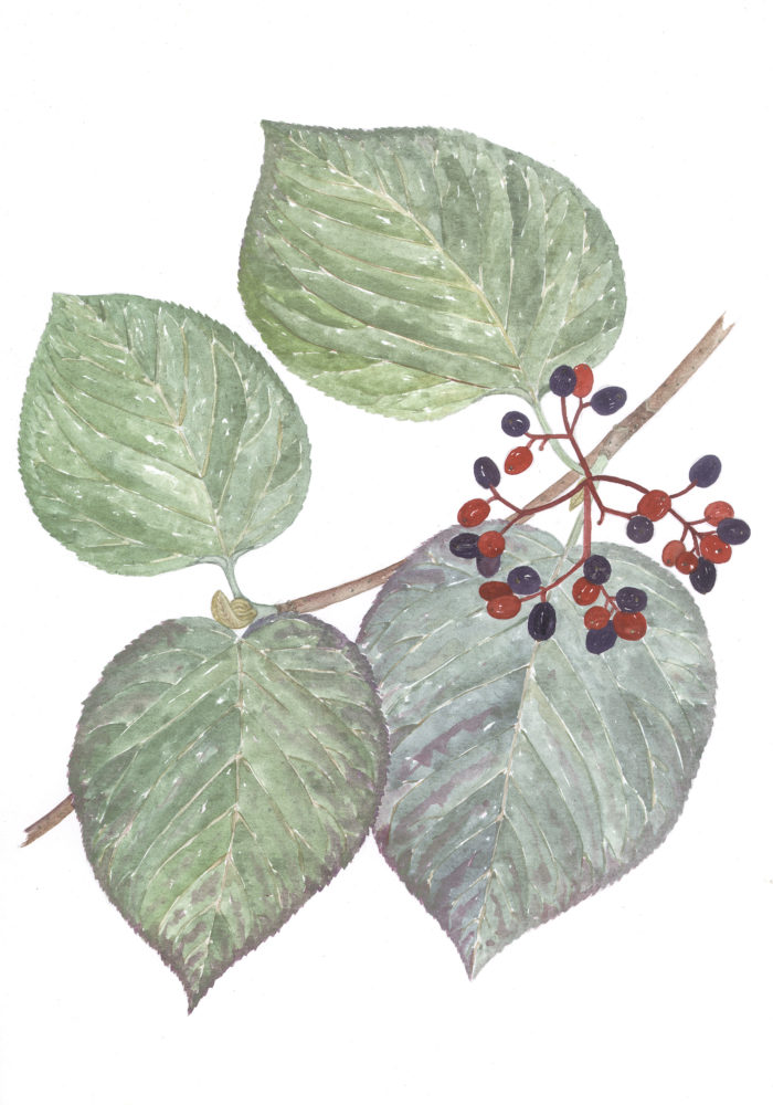 black vine leaf berry moccasins