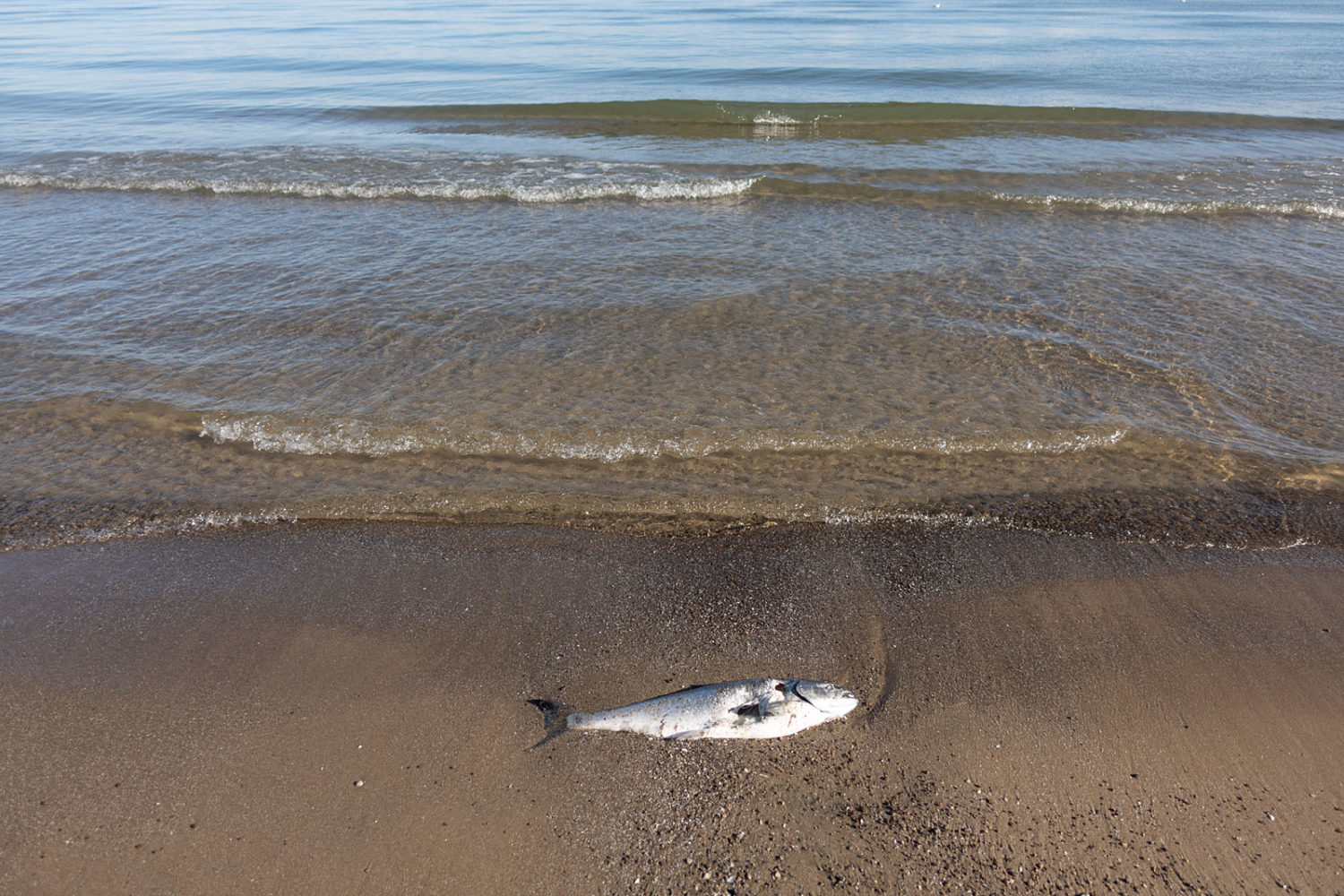 Dead shad fish along Lake Ontario