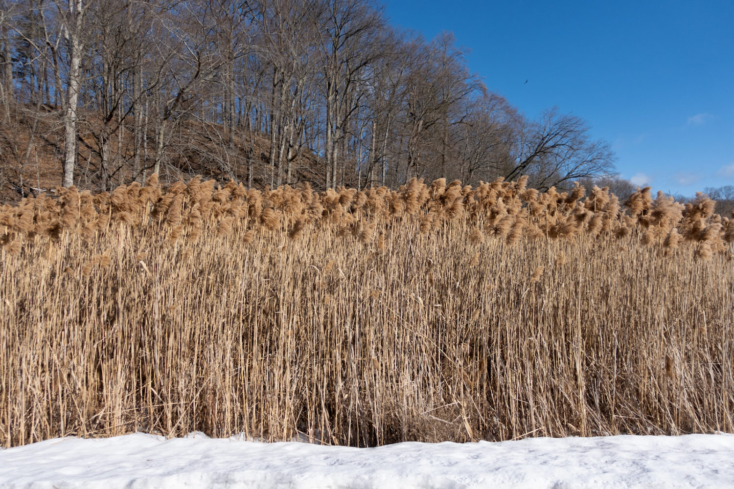 Tall grasses in marsh on Hoffman Road