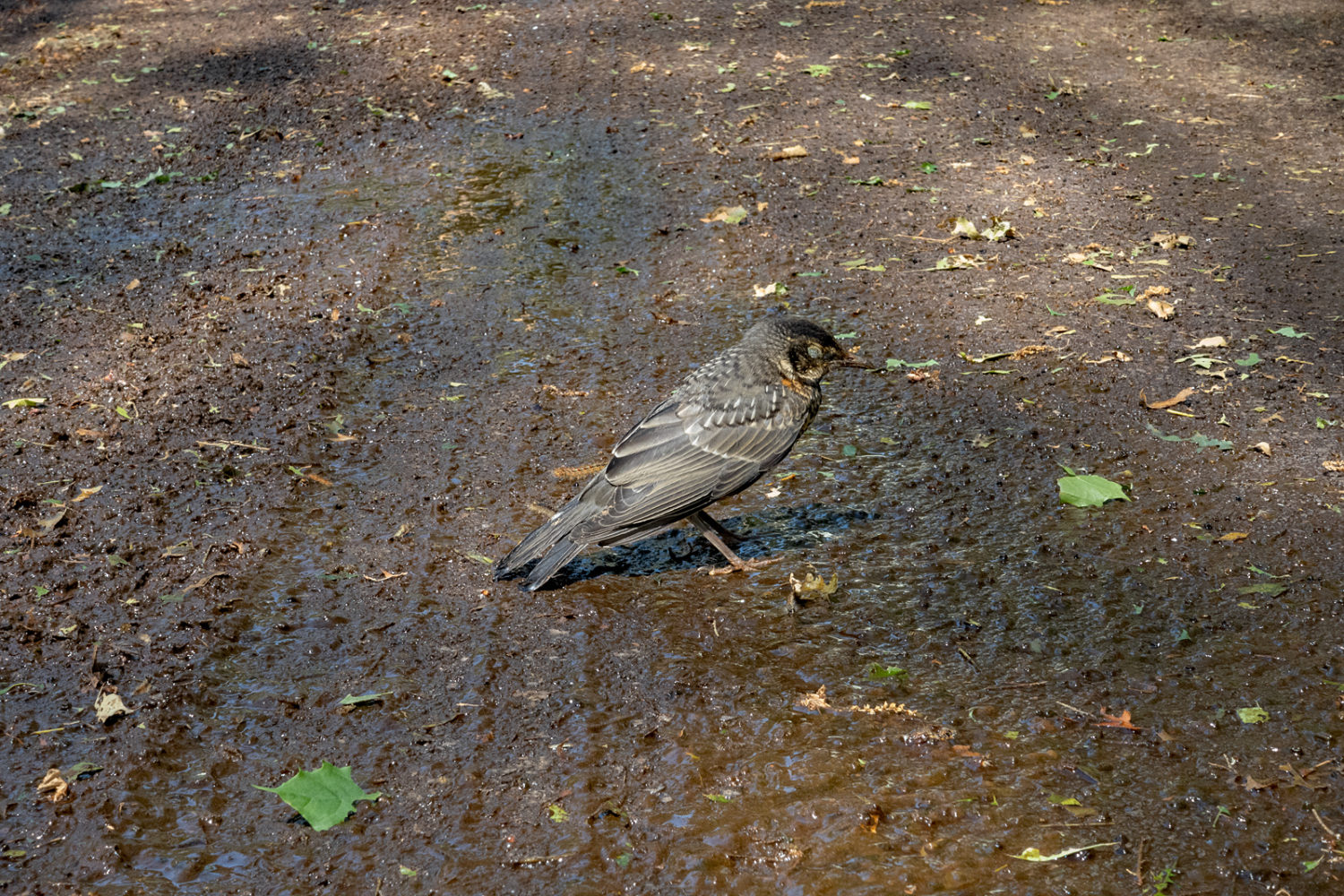 Bird standing in the road amidst Gypsy Moth poop and pieces of leaves