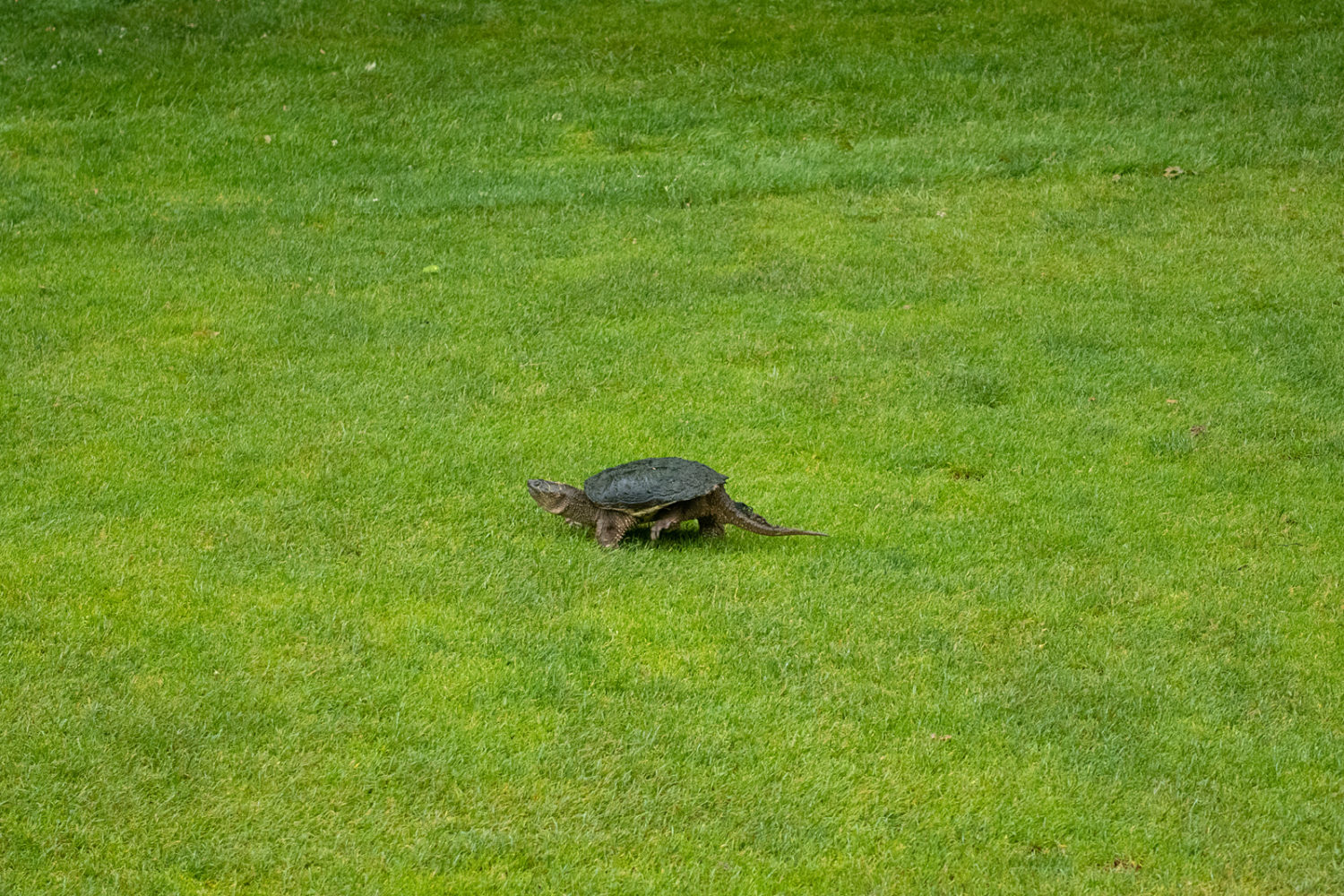 Mama turtle on the golf course