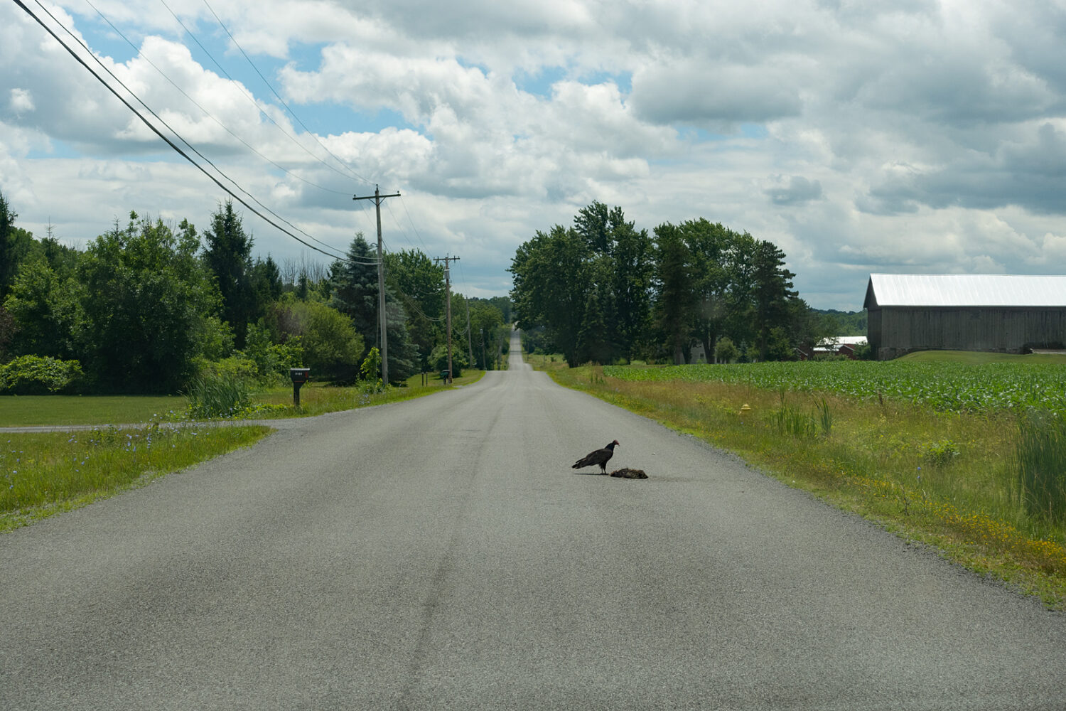 Turkey vulture with dead raccoon on Triphammer Road
