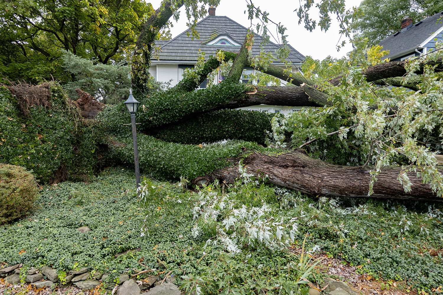 Fallen tree on Culver Road near Winfield