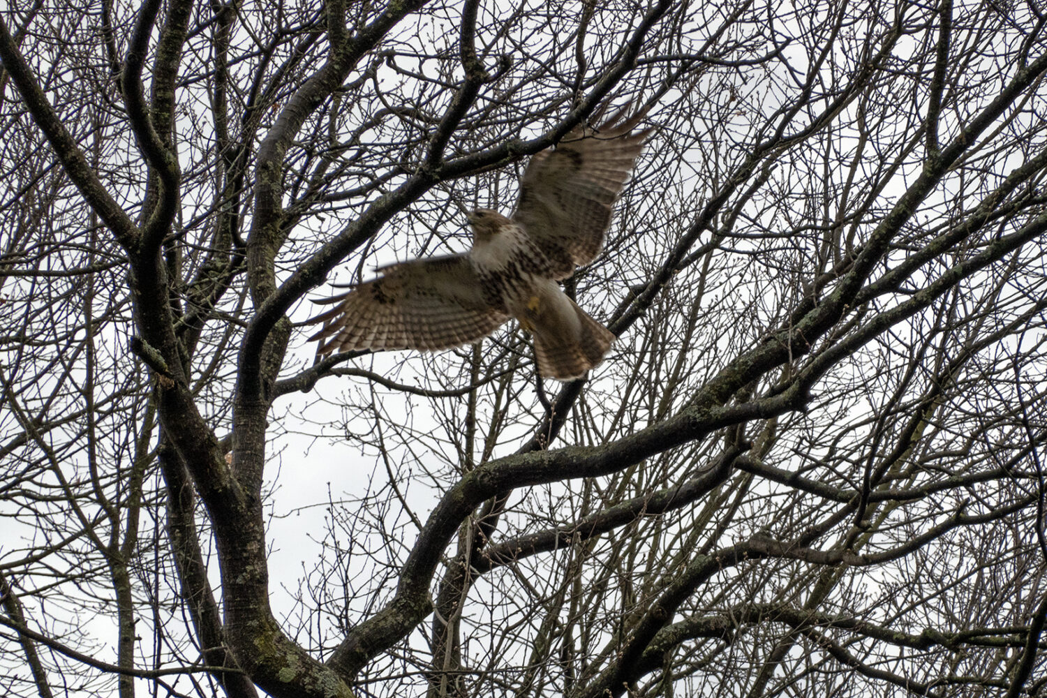 Hawk above Chris and Carol's house