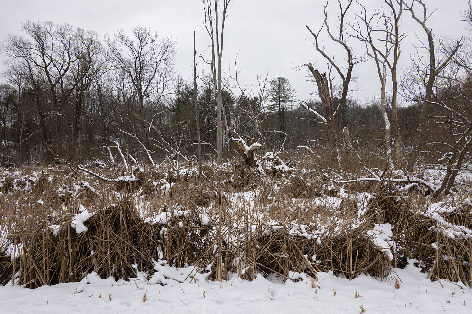 Hoffman Road marsh on Christmas Day 2024