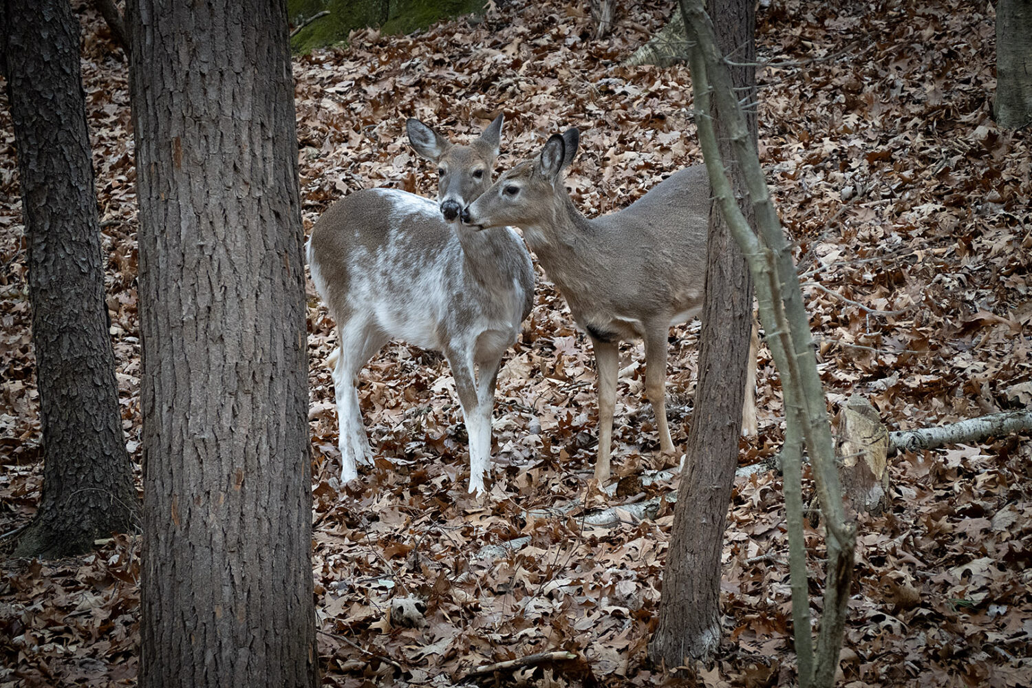 Piebald deer and friend