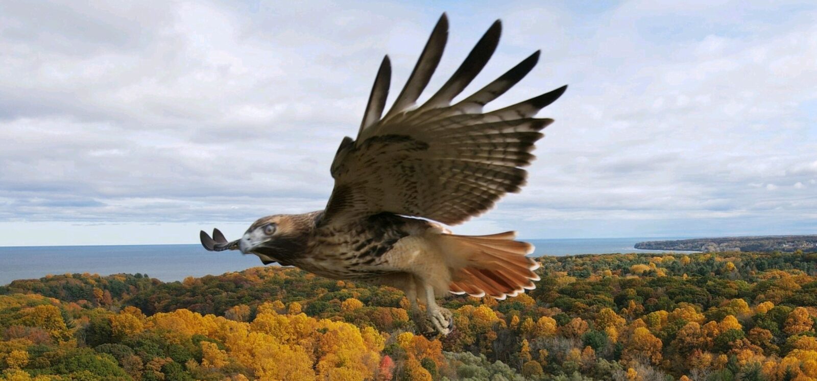 Red-tailed Hawk with snake in its claws.. Lake Ontario can be seen in the background.